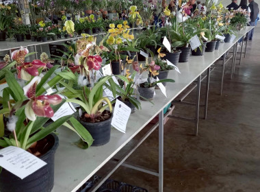 ลงพื้นที่ศึกษาแนวทางการจัดงานประกวดกล้วยไม้ของสมาคมพฤกษชาติแห่งประเทศไทย ในพระบรมราชูปถัมภ์ ณ บางกอกฟลาวเวอร์ เซนเตอร์ เขตหนองแขม กรุงเทพมหานคร ... พารามิเตอร์รูปภาพ 3